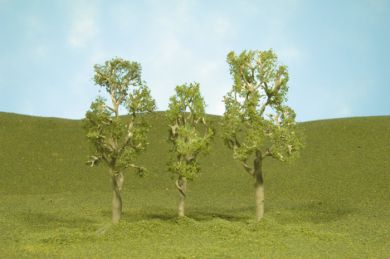 8" Aspen Trees