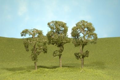 8" Maple Trees