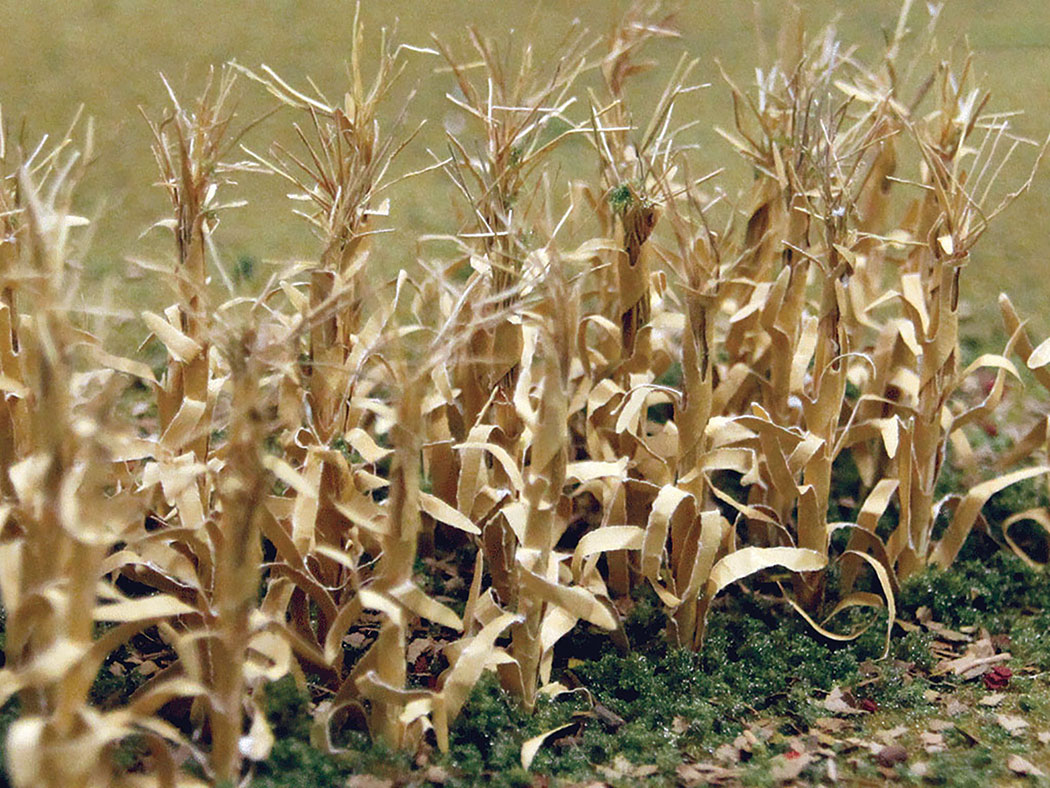 Dried Corn Stalks (30 per pack) - Click Image to Close