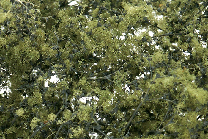 Fine-Leaf Foliage™ Olive Green - Click Image to Close