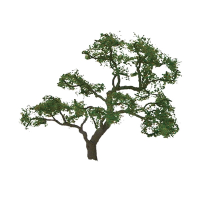 BEECH TREES 1.5'' PRO, 4/pk