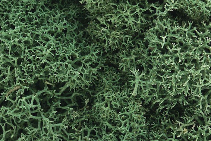 Lichen - Light Green - Click Image to Close