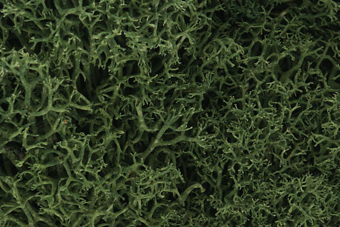 Lichen - Medium Green - Click Image to Close