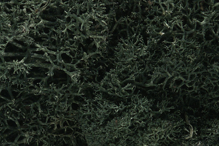 Lichen - Dark Green