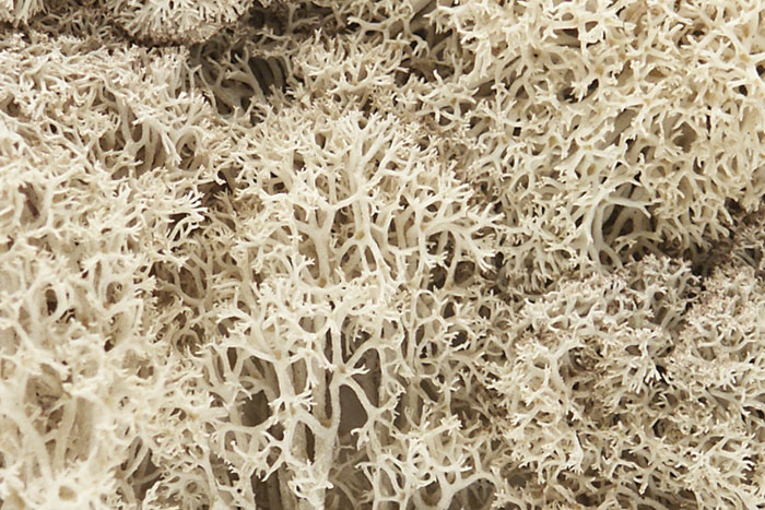 Lichen - Natural - Click Image to Close