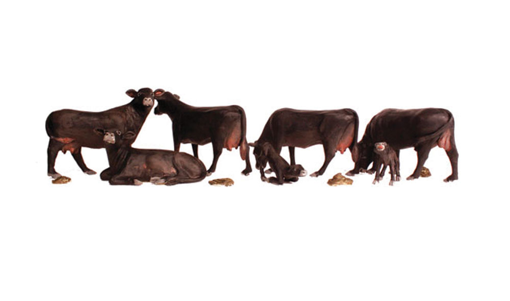 No.2217 Black Angus Cows N